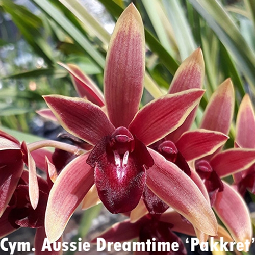 Cymbidium Aussie Dreamtime 'Pakkret'