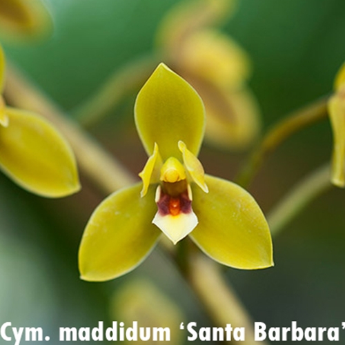 Cymbidium madidum 'SB'