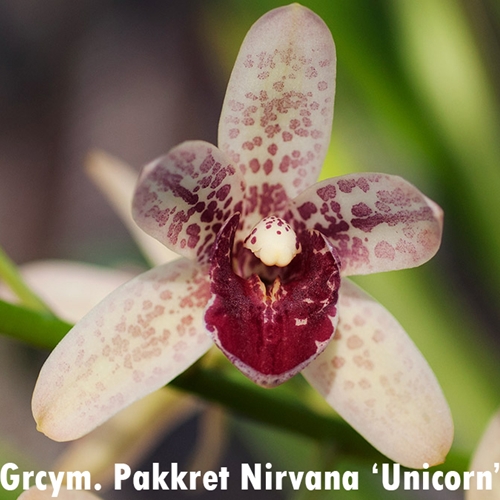 Grammatocymbidium Pakkret Nirvana 'Unicorn'