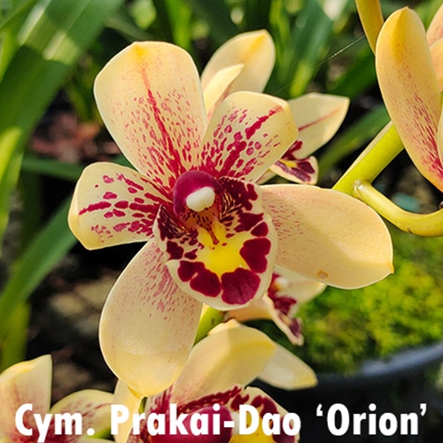 Cymbidium Prakai-Dao 'Orion'