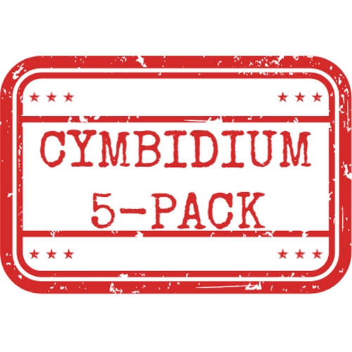 *Cymbidium 5-Pack*