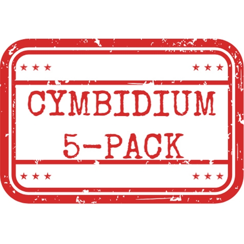 *Cymbidium 5-Pack*