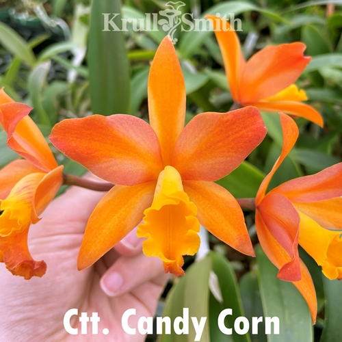 Ctt. Candy Corn