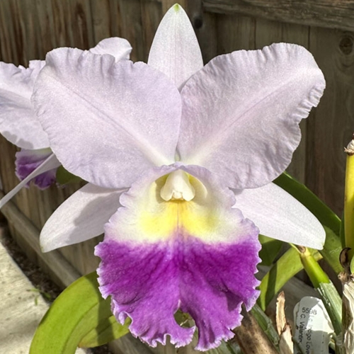 Cattleya Indigo Valentine x Mini Purple