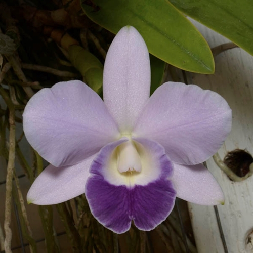 Seedling Parent B Cattleya Indigo Valentine x Mini Purple