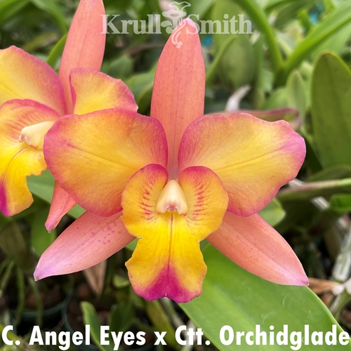 Cattleya Angel Eyes x Ctt. Orchidglade