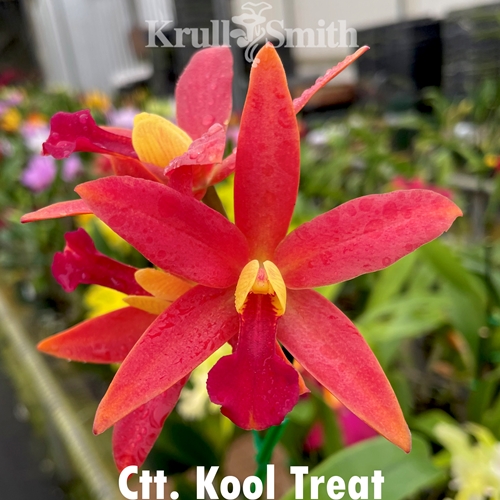 Ctt. Kool Treat