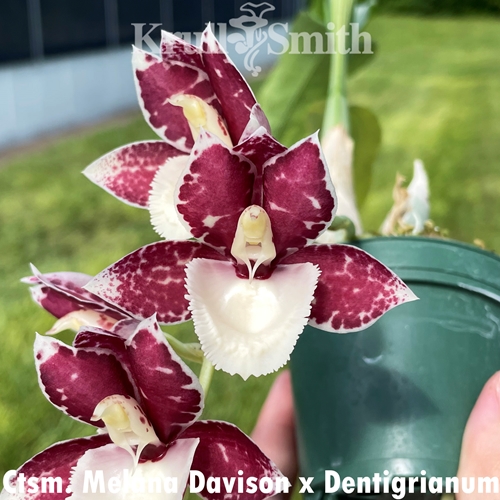 Catasetum Melana Davison x Dentigrianum