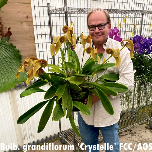 Bulbophyllum grandiflorum 'Crystelle' FCC/AOS x self