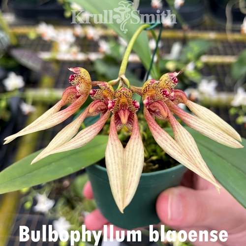 Bulbophyllum blaoense