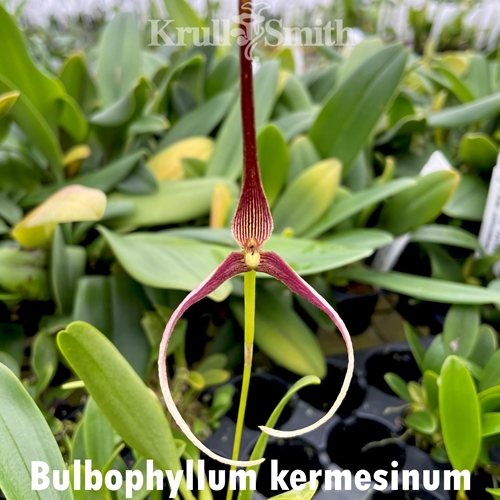 Bulbophyllum kermesinum
