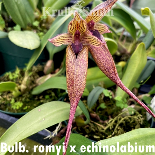 Bulbophyllum romyi x echinolabium