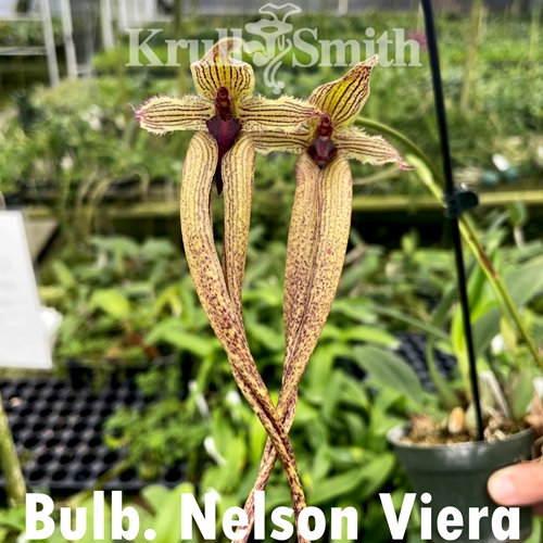 Bulbophyllum romyi x echinolabium