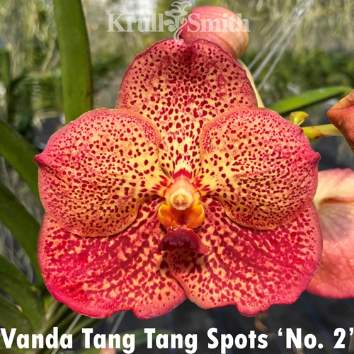 Vanda Tang Tang Spot 'No. 2'