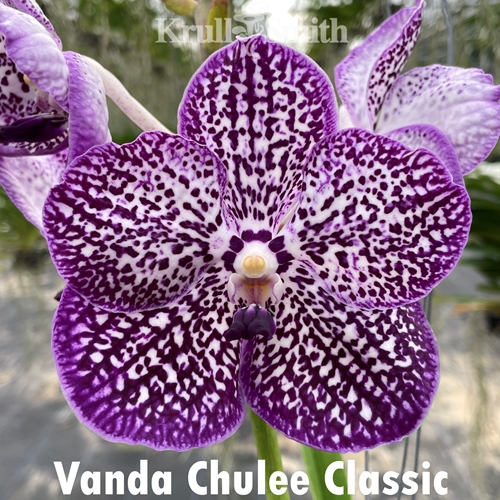Vanda Chulee Classic
