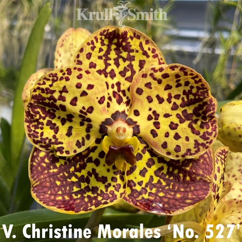 Vanda Christine Morales 'No. 527'
