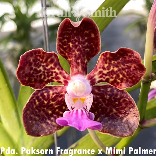 みみ様　　ワイルドフラワーパンチ Vanda Paksorn Fragrance x Mimi Palmer