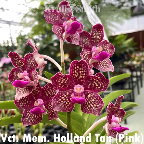 Vanchoanthe Mem. Holland Tan (Pink)
