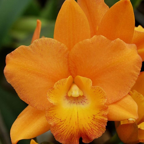 Rth. Mary Vaux Walcott Parent 1