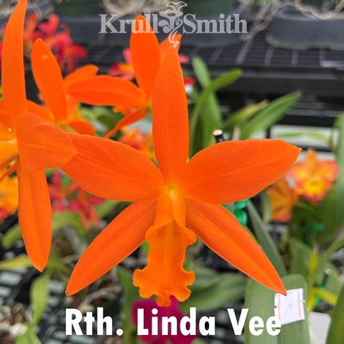Rth. Linda Vee