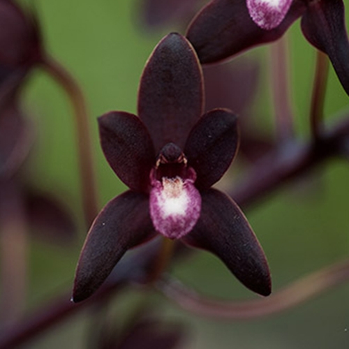 Cymbidium Pakkret Firestorm x canaliculatum var. sparksii Parent 2