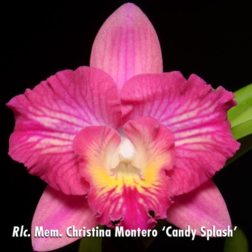 Rlc. Mem. Christina Montero  x C. Cosmic Sparks