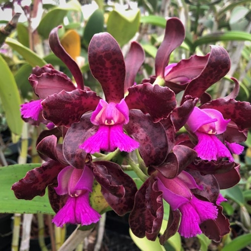 Cattleya tigrina ('SVO Prince' x 'Claire x Kathleen') Parent 1
