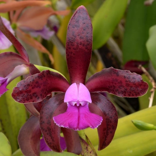 Seedling Parent B Cattleya tigrina ('SVO Prince' x 'Claire x Kathleen')