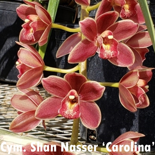 Cymbidium Shan Nasser x Ruby Pendant