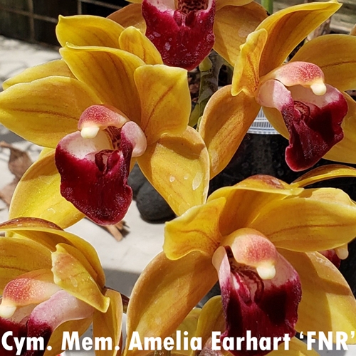 Seedling Parent B Cymbidium Bernice Kashawai x Mem. Amelia Earhart
