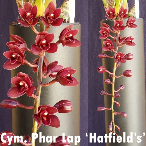 Seedling Parent B Cymbidium Tagami's Special (2044)