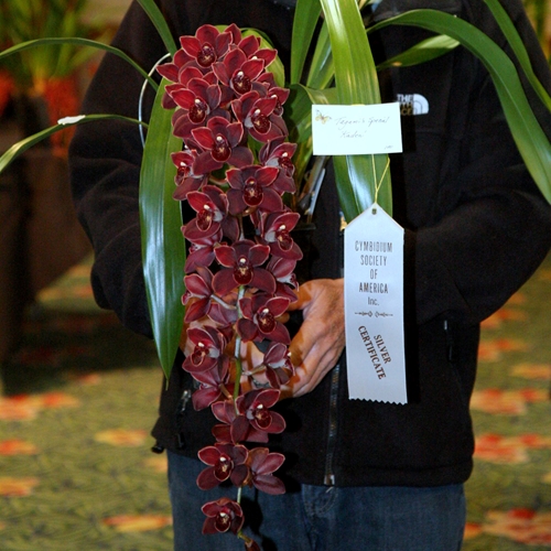 Cymbidium Tagami's Special (2034)