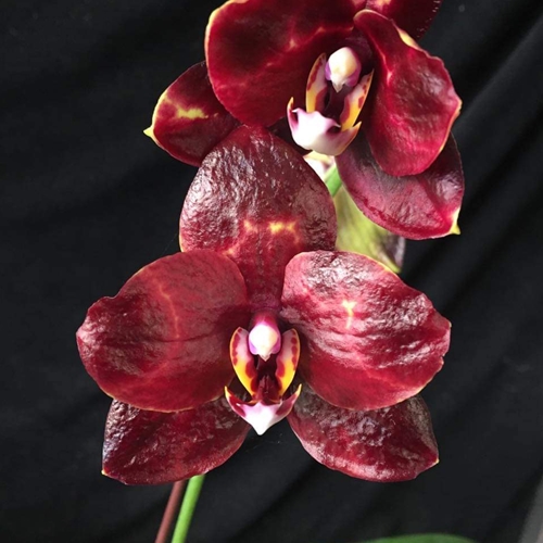Phalaenopsis Yaphon Black Snake '#6'
