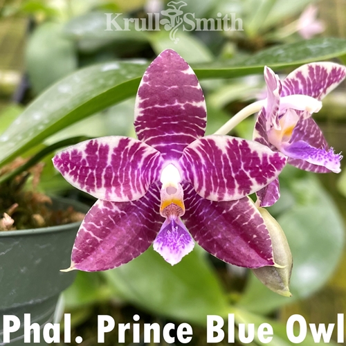 Phalaenopsis Prince Blue Owl
