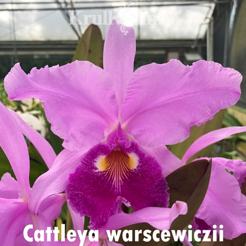 Cattleya warscewiczii (1742) - Colchicine Treated
