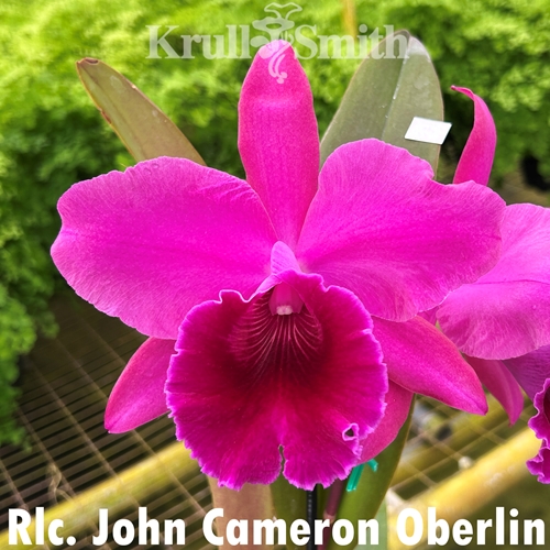 Rlc. John Cameron Oberlin