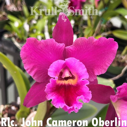 Rlc. John Cameron Oberlin