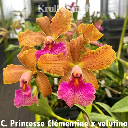 Cattleya Princesse Clementine x velutina