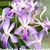 Show Picture 1